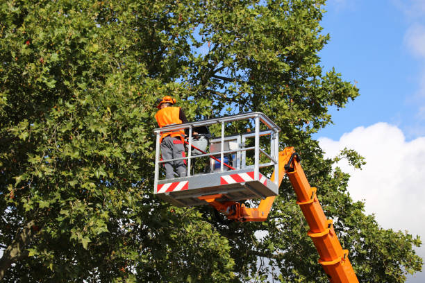 How Our Tree Care Process Works  in Santa Fe, TX